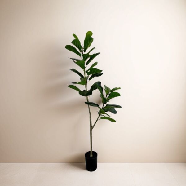 baytonia_main product photo