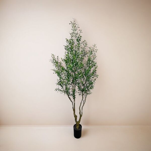 baytonia_main product photo