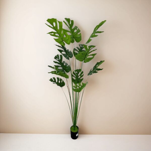 baytonia_main product photo