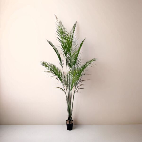baytonia_main product photo