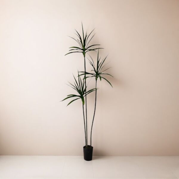 baytonia_main product photo