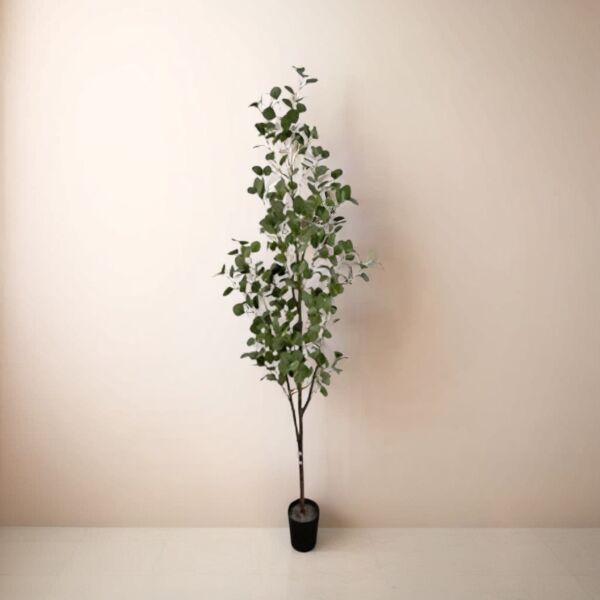 baytonia_main product photo