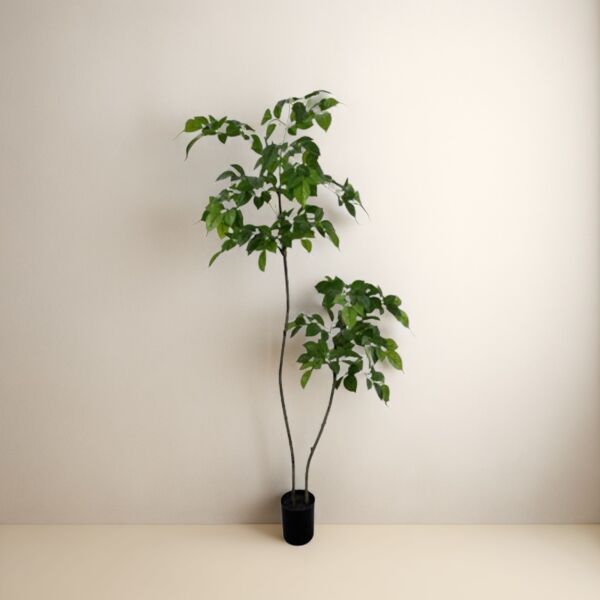 baytonia_main product photo