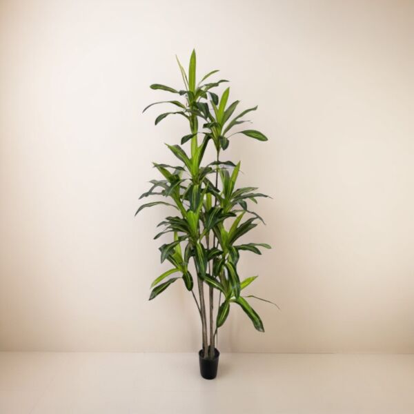 baytonia_main product photo