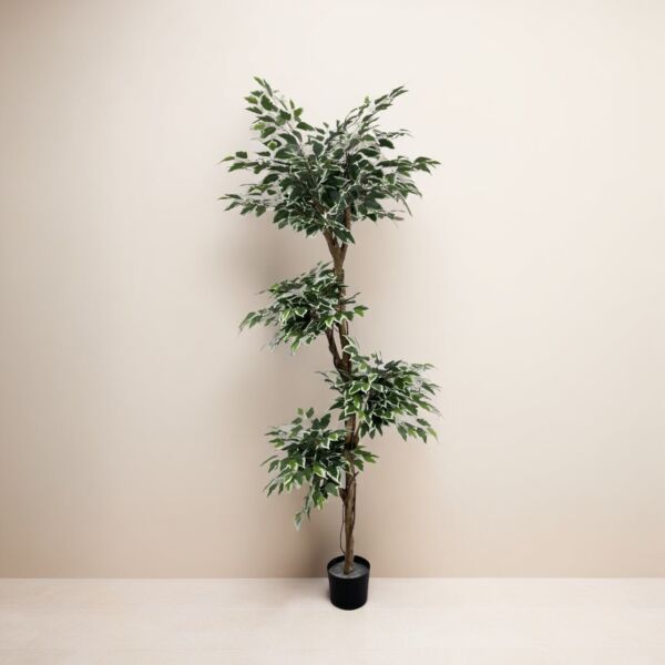 baytonia_main product photo