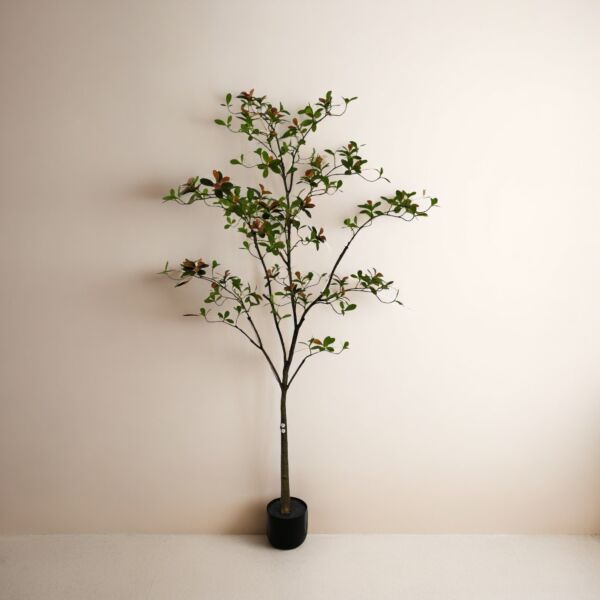 baytonia_main product photo