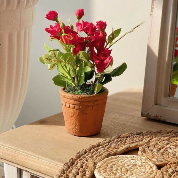 baytonia_main product photo