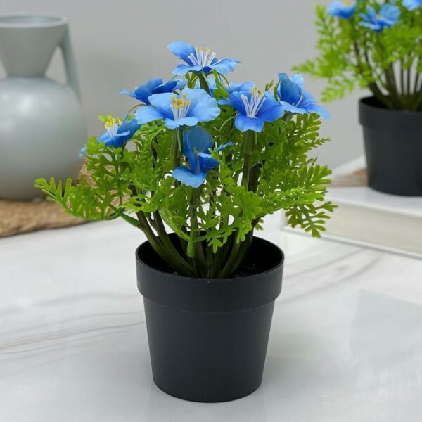 baytonia_main product photo