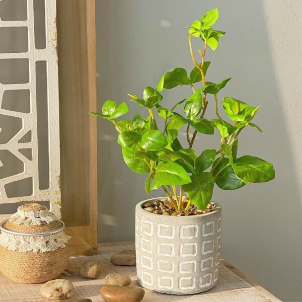 baytonia_main product photo
