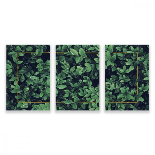 baytonia_main product photo