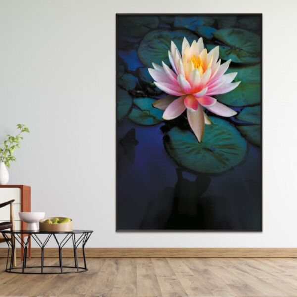 baytonia_main product photo