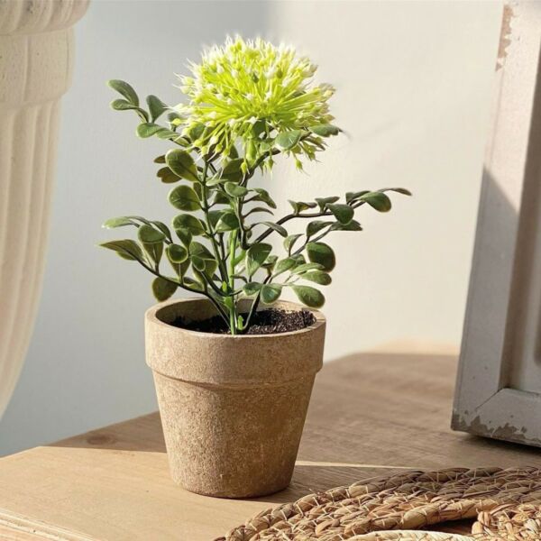 baytonia_main product photo