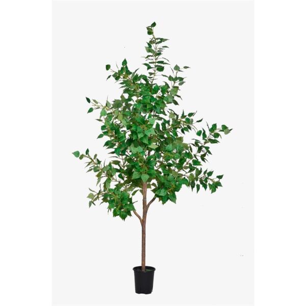 baytonia_main product photo