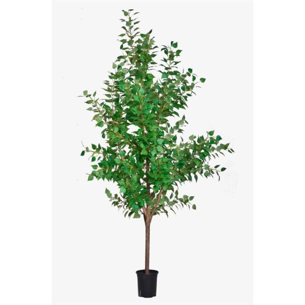 baytonia_main product photo