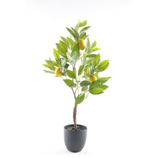 baytonia_main product photo