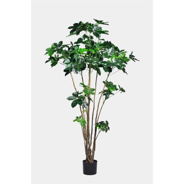 baytonia_main product photo