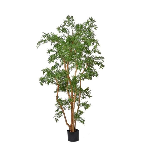baytonia_main product photo