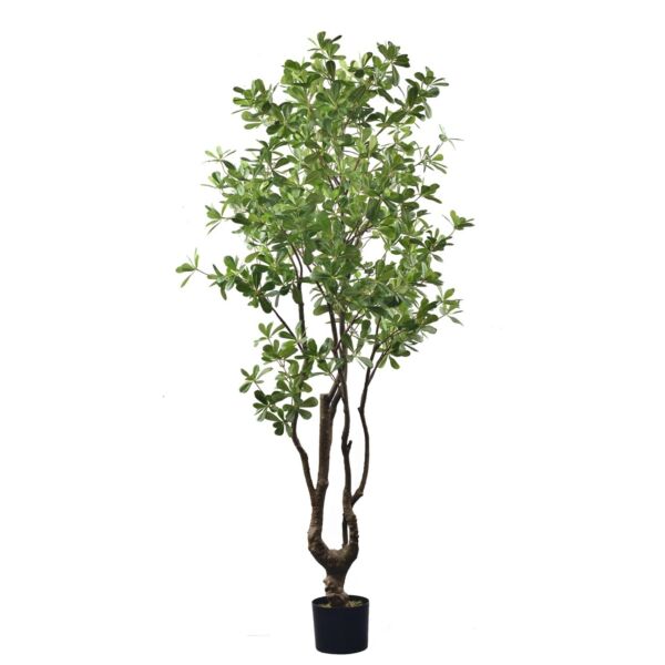 baytonia_main product photo
