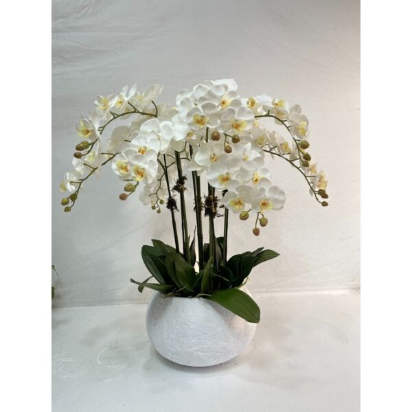 baytonia_main product photo