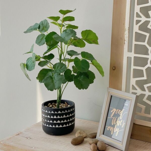 baytonia_main product photo