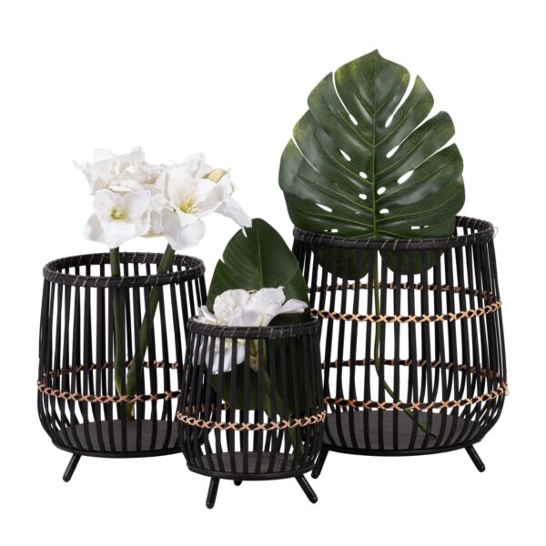 baytonia_main product photo