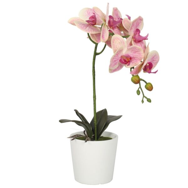 baytonia_main product photo