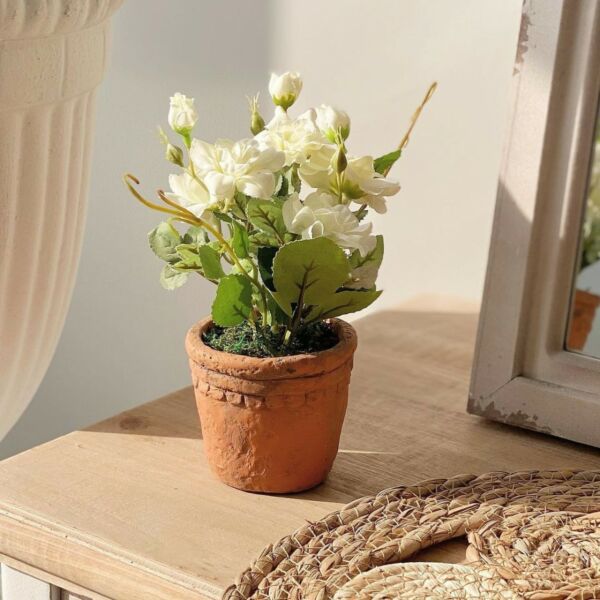 baytonia_main product photo
