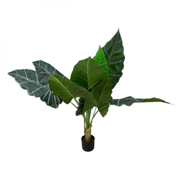 baytonia_main product photo