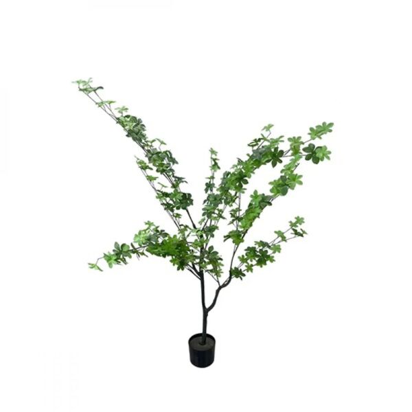 baytonia_main product photo