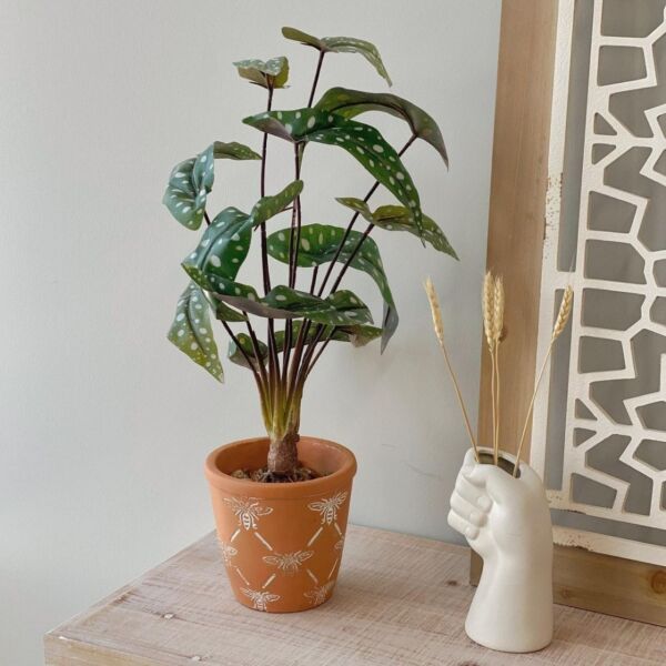 baytonia_main product photo