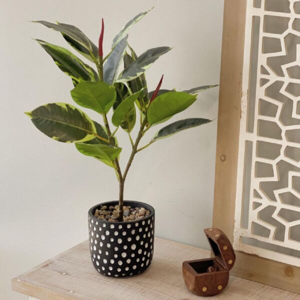 baytonia_main product photo