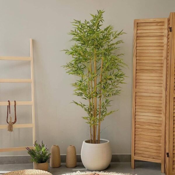 baytonia_main product photo