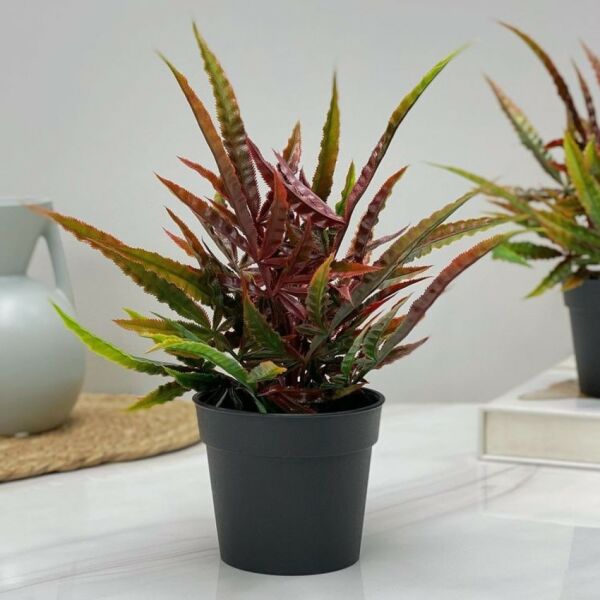 baytonia_main product photo
