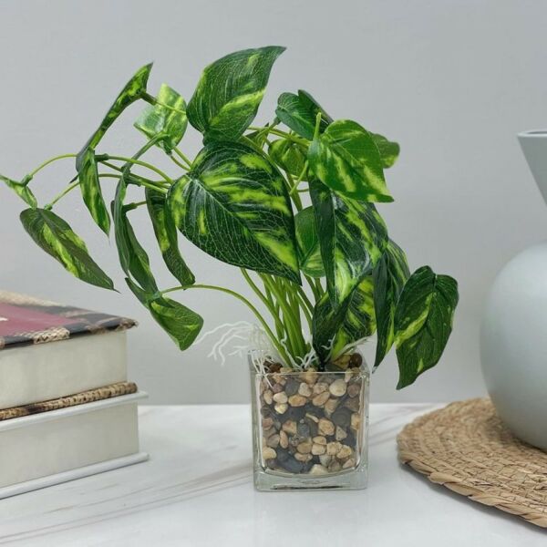 baytonia_main product photo
