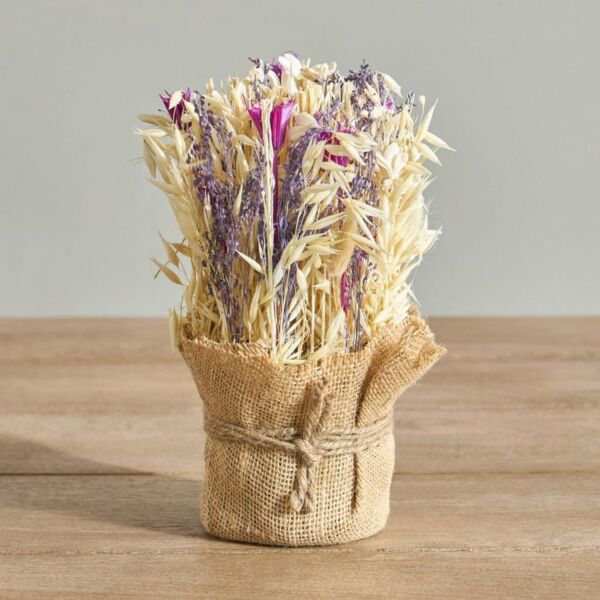 baytonia_main product photo