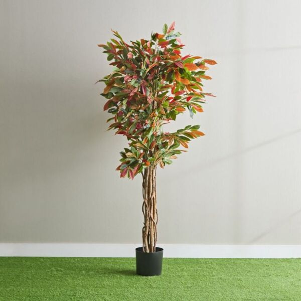 baytonia_main product photo