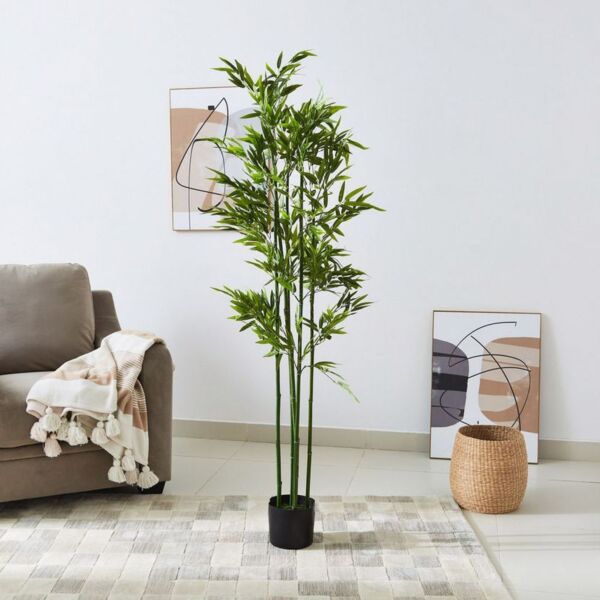 baytonia_main product photo