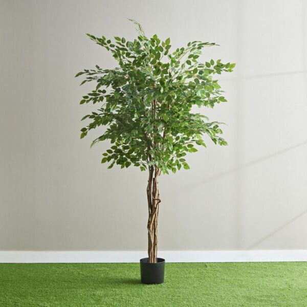 baytonia_main product photo