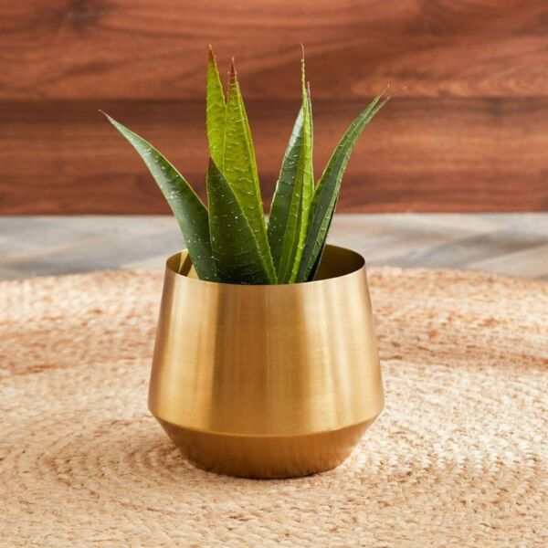 baytonia_main product photo