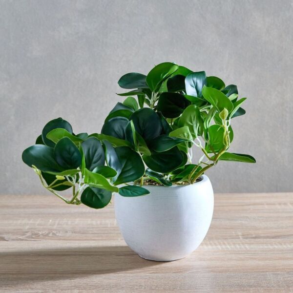 baytonia_main product photo