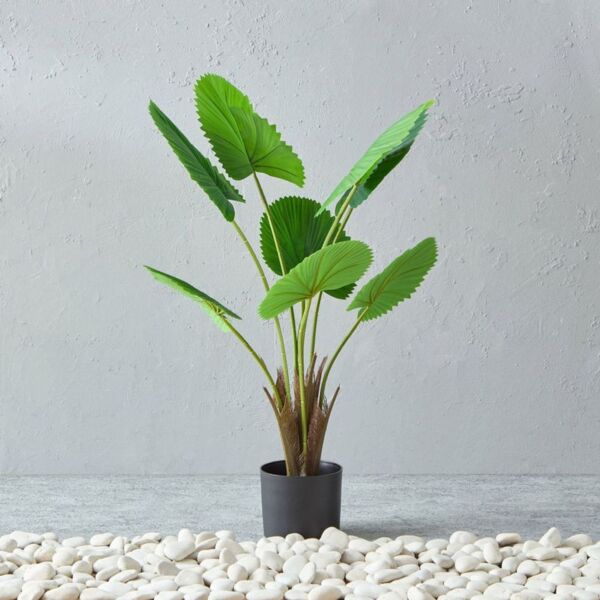 baytonia_main product photo