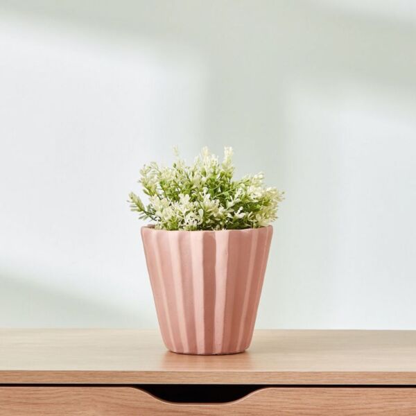 baytonia_main product photo