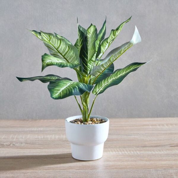 baytonia_main product photo