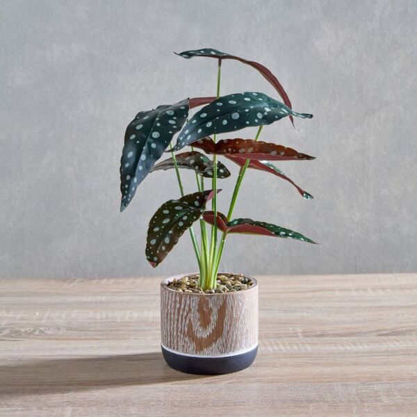 baytonia_main product photo