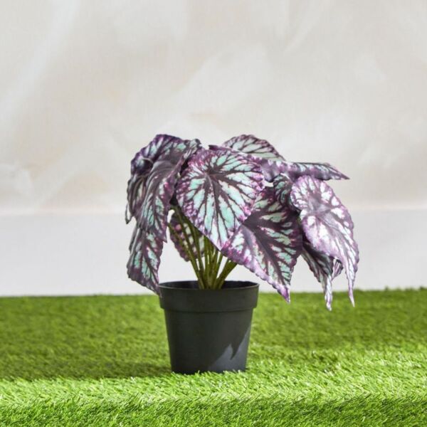 baytonia_main product photo