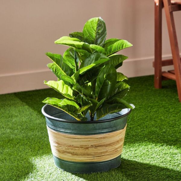 baytonia_main product photo