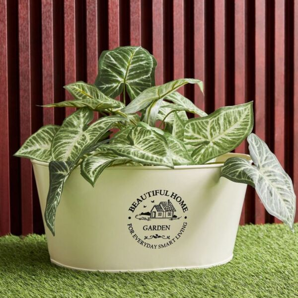 baytonia_main product photo