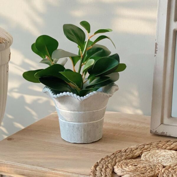 baytonia_main product photo