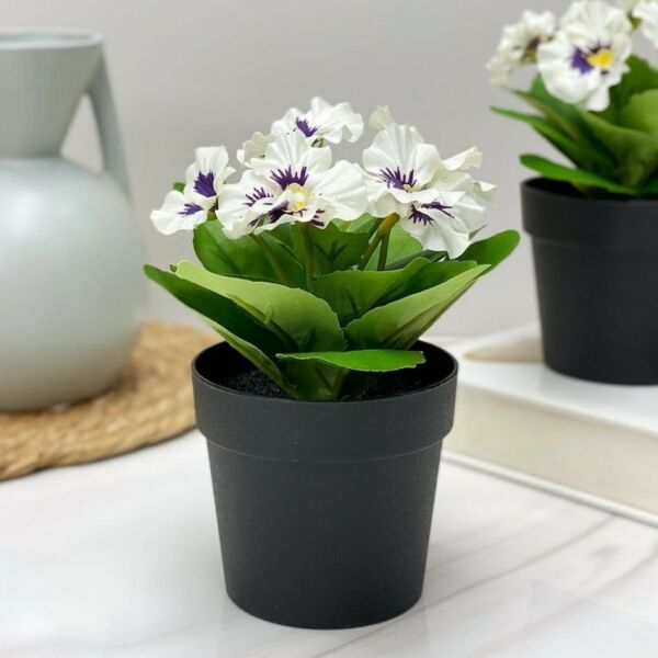 baytonia_main product photo