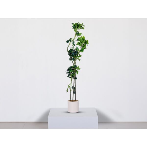 baytonia_main product photo